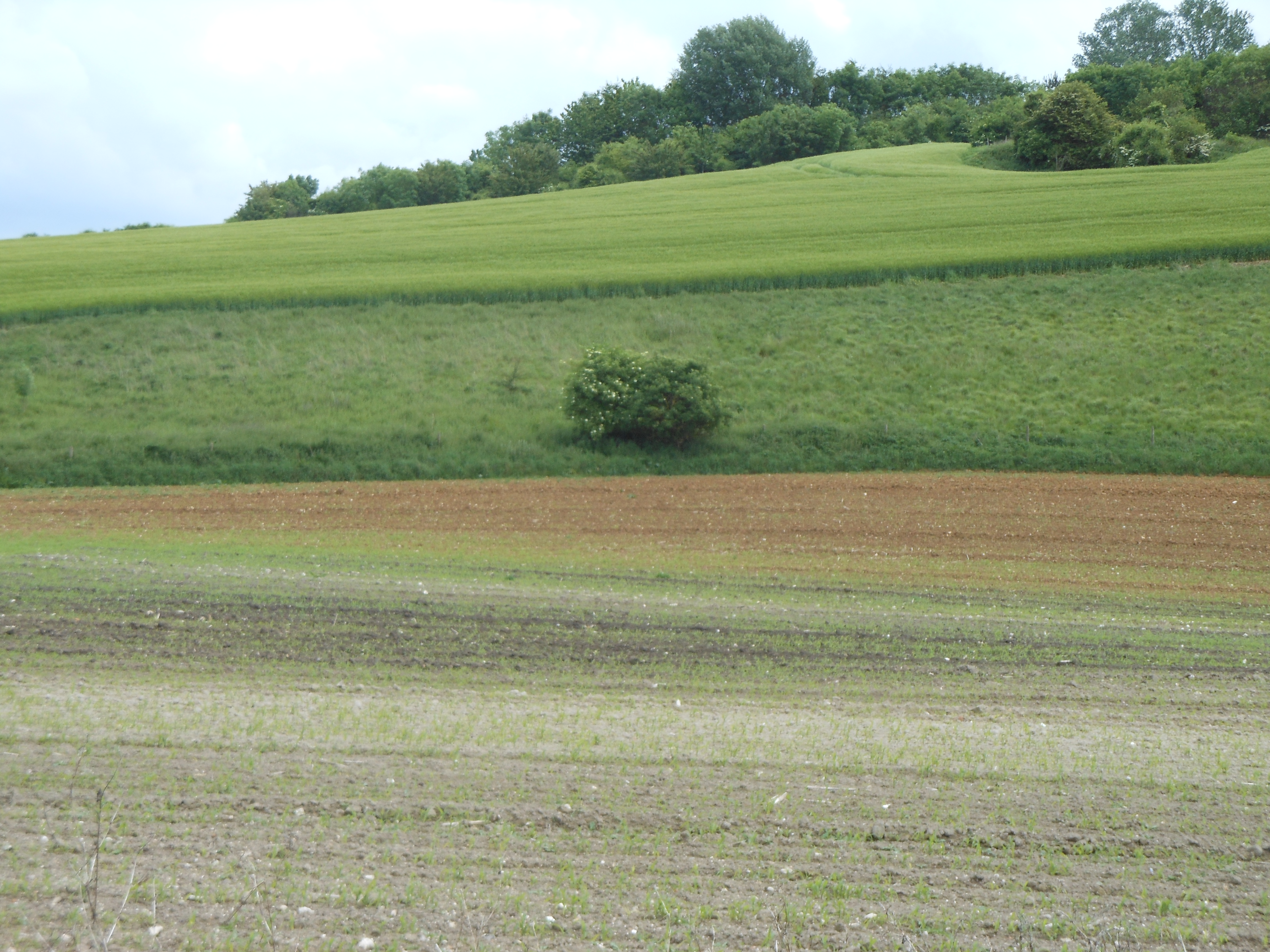 August Craft Sunflower